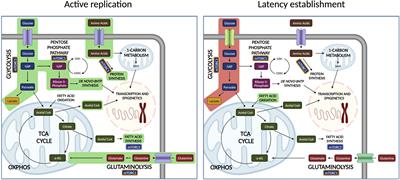 HIV-1 replication and latency are balanced by mTOR-driven cell metabolism